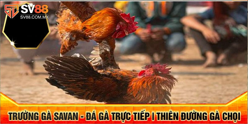 Hướng dẫn tân binh cách chọn gà chiến dễ thắng