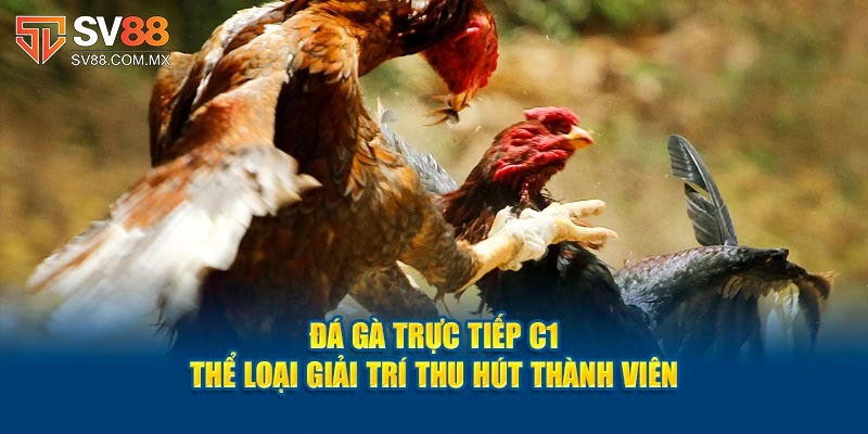 Tìm hiểu cơ bản thông tin về đá gà trực tiếp