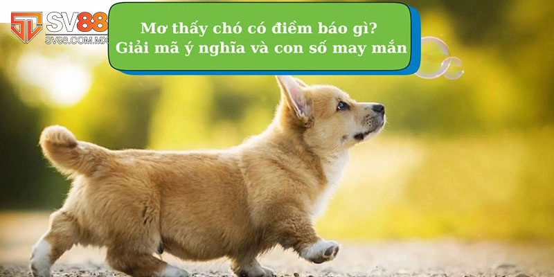 Các con số thường xuất hiện khi giấc mơ thấy chó